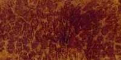 corrugata