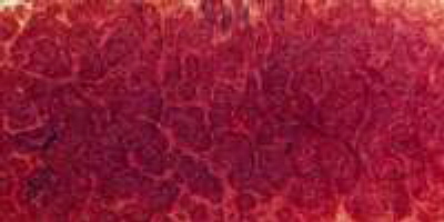 morrel